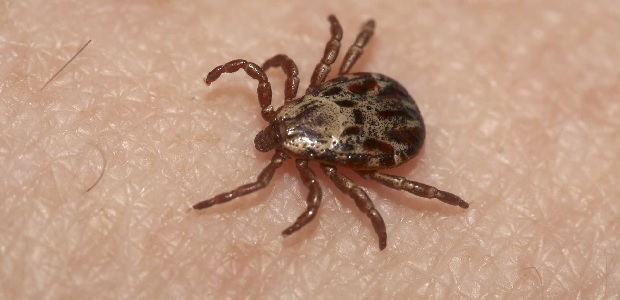 Febre Da Carra a Preven o Sintomas E Tratamento M e Me Quer Febre Da Carra a Preven o Sintomas E Tratamento M e Me Quer