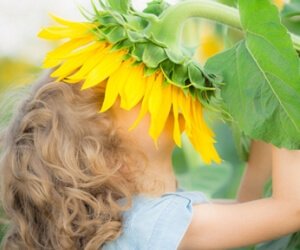 Happy child smelling beautiful sunflower outdoors in spring field