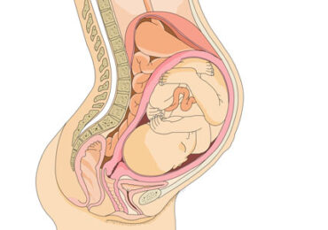 Tabela de percentil embrionário e fetal