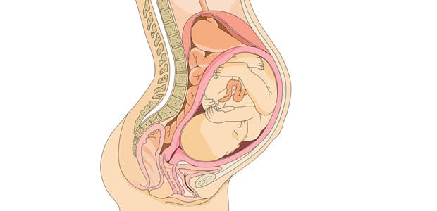 Tabela de percentil embrionário e fetal