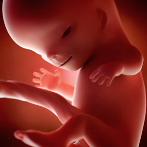 11 Semanas de gravidez – desenvolvimento fetal