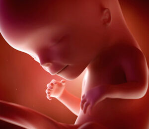 12 Semanas de gravidez – desenvolvimento fetal