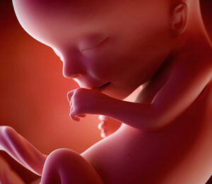 13 Semanas de gravidez – desenvolvimento fetal