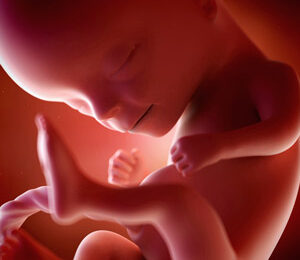 14 Semanas de gravidez – desenvolvimento fetal