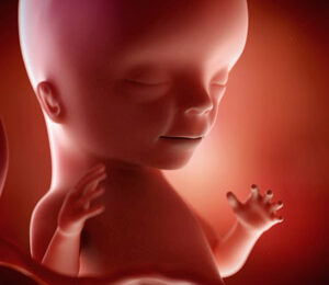 15 Semanas de gravidez – desenvolvimento fetal