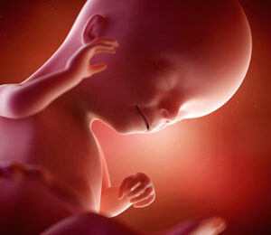 16 Semanas de gravidez – desenvolvimento fetal