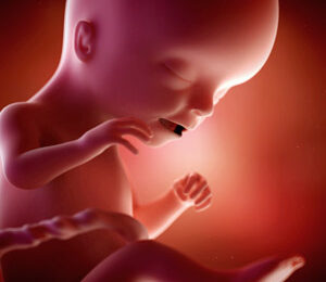 17 Semanas de gravidez – desenvolvimento fetal