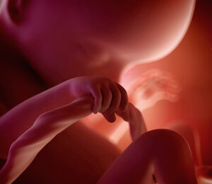 18 Semanas de gravidez – desenvolvimento fetal