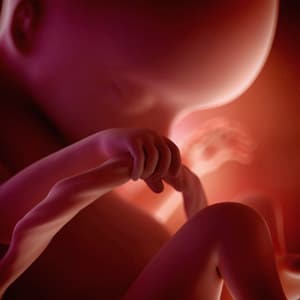 desenvolvimento fetal 18 semanas de gravidez