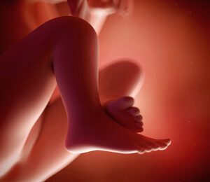 19 Semanas de gravidez – desenvolvimento fetal