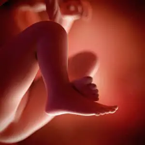 desenvolvimento fetal 19 semanas de gravidez