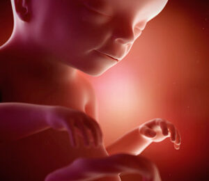 20 Semanas de gravidez – desenvolvimento fetal