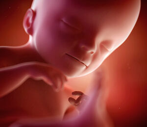 21 Semanas de gravidez – desenvolvimento fetal