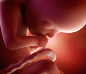 22 Semanas de gravidez – desenvolvimento fetal