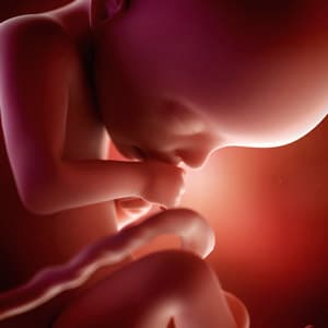 desenvolvimento fetal 22 semanas de gravidez