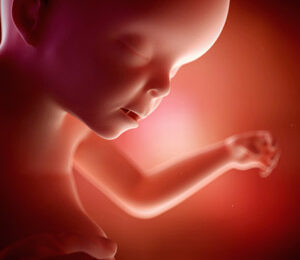 23 Semanas de gravidez – desenvolvimento fetal