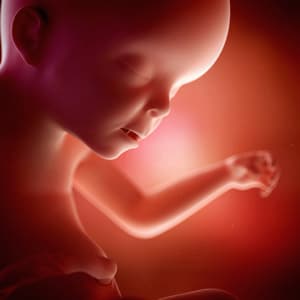 desenvolvimento fetal 23 semanas de gravidez