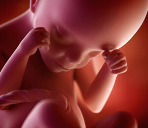 24 Semanas de gravidez – desenvolvimento fetal
