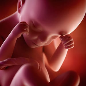 desenvolvimento fetal 24 semanas de gravidez