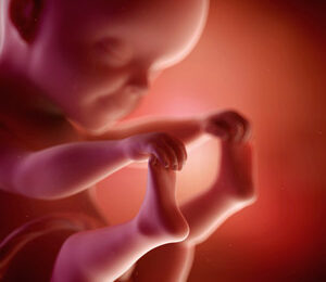 25 Semanas de gravidez – desenvolvimento fetal