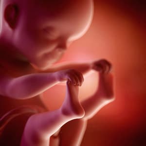 desenvolvimento fetal 25 semanas de gravidez