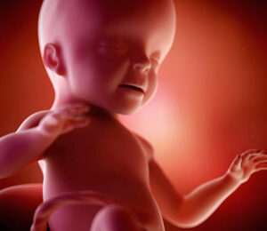 26 Semanas de gravidez – desenvolvimento fetal