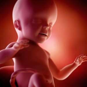desenvolvimento fetal 26 semanas de gravidez