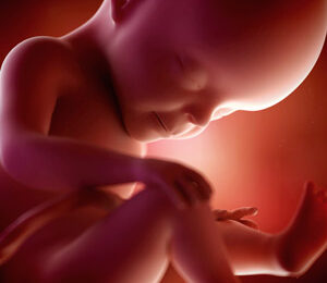 27 Semanas de gravidez – desenvolvimento fetal