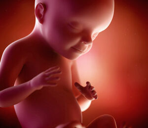 28 Semanas de gravidez – desenvolvimento fetal