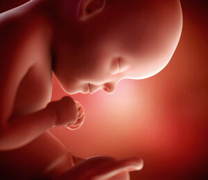 29 Semanas de gravidez – desenvolvimento fetal