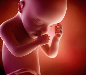 30 Semanas de gravidez – desenvolvimento fetal