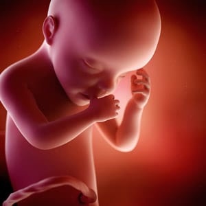 Desenvolvimento fetal - 30 semanas de gravidez