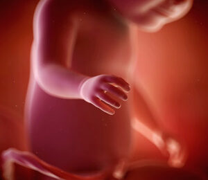 31 Semanas de gravidez – desenvolvimento fetal