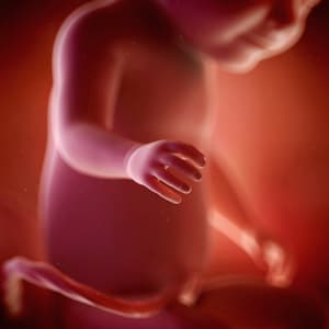 Desenvolvimento fetal - 31 semanas de gravidez
