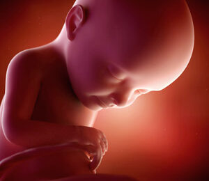 32 Semanas de gravidez – desenvolvimento fetal