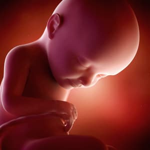 Desenvolvimento fetal - 32 semanas de gravidez