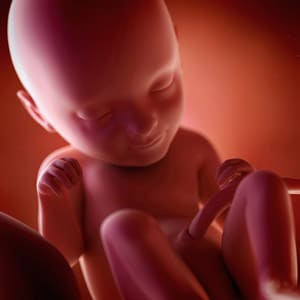Desenvolvimento fetal - 33 semanas de gravidez