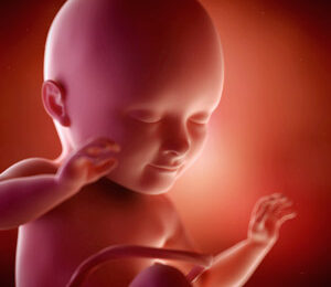 34 Semanas de gravidez – desenvolvimento fetal