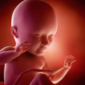 Desenvolvimento fetal - 34 semanas de gravidez