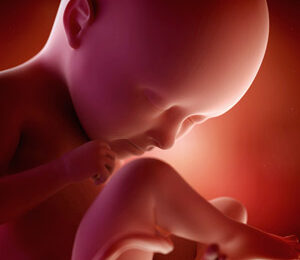 35 Semanas de gravidez – desenvolvimento fetal