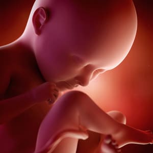 Desenvolvimento fetal - 35 semanas de gravidez