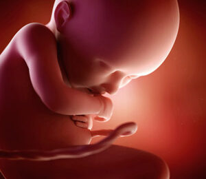 36 Semanas de gravidez – desenvolvimento fetal