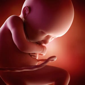 Desenvolvimento fetal - 36 semanas de gravidez