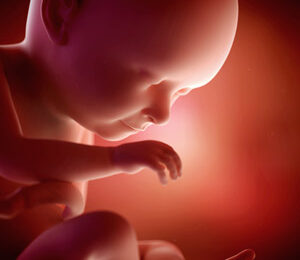 37 Semanas de gravidez – desenvolvimento fetal