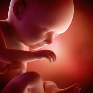 Desenvolvimento fetal - 37 semanas de gravidez