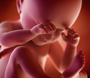 38 Semanas de gravidez – desenvolvimento fetal