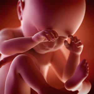 Desenvolvimento fetal - 38 semanas de gravidez