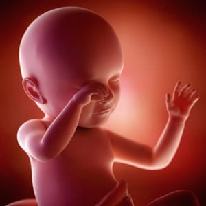 Desenvolvimento fetal - 39 semanas de gravidez