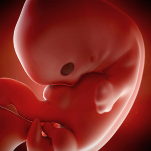 Featured image of post Imagens Gravidez De 7 Semanas / Tem como função manter o crescimento do útero, ajuda a controlar a atividade uterina e é responsável por.