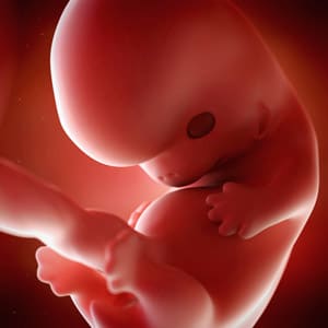 Desenvolvimento fetal - 8 semanas de gravidez